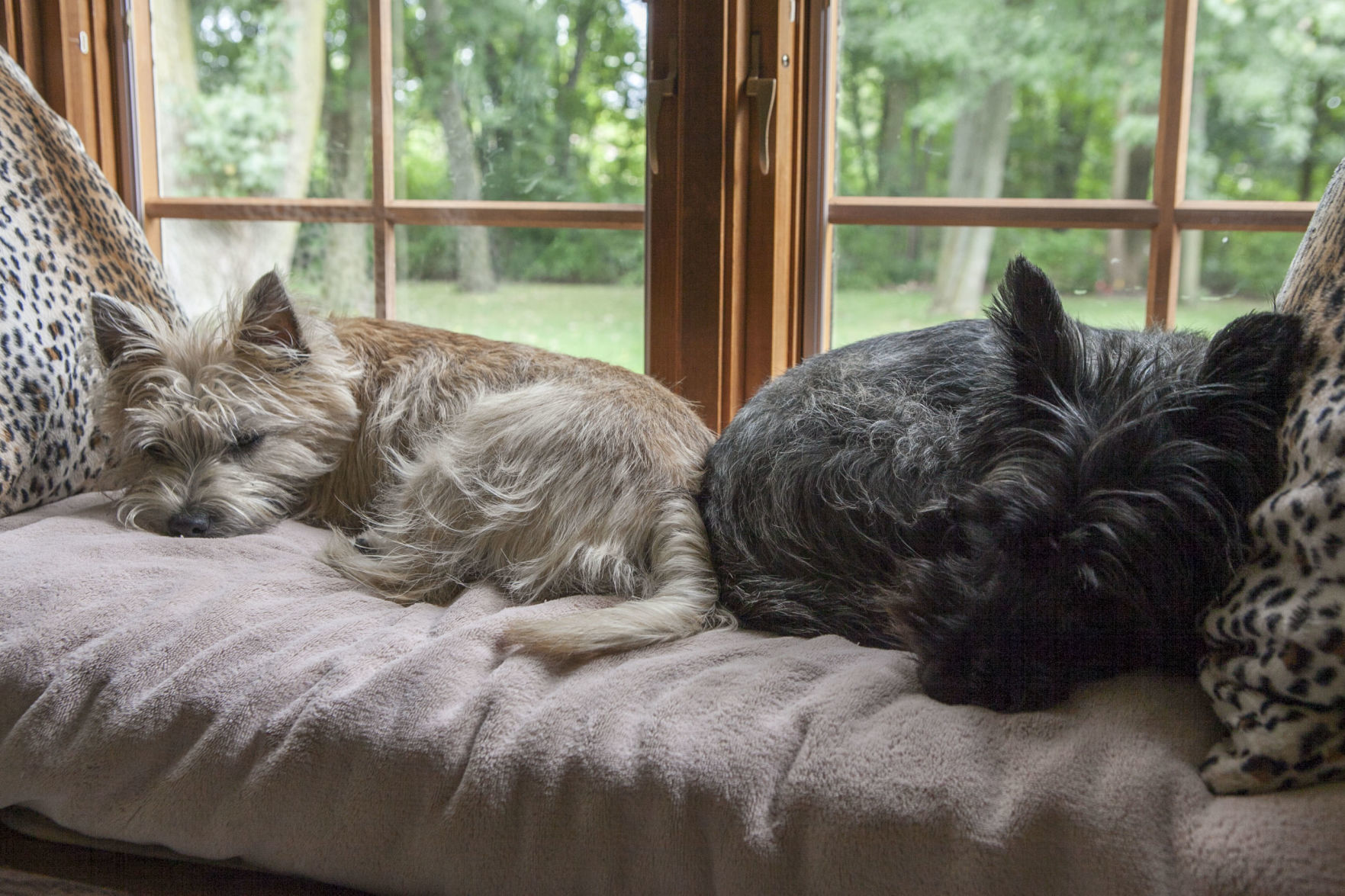 National Dog Day